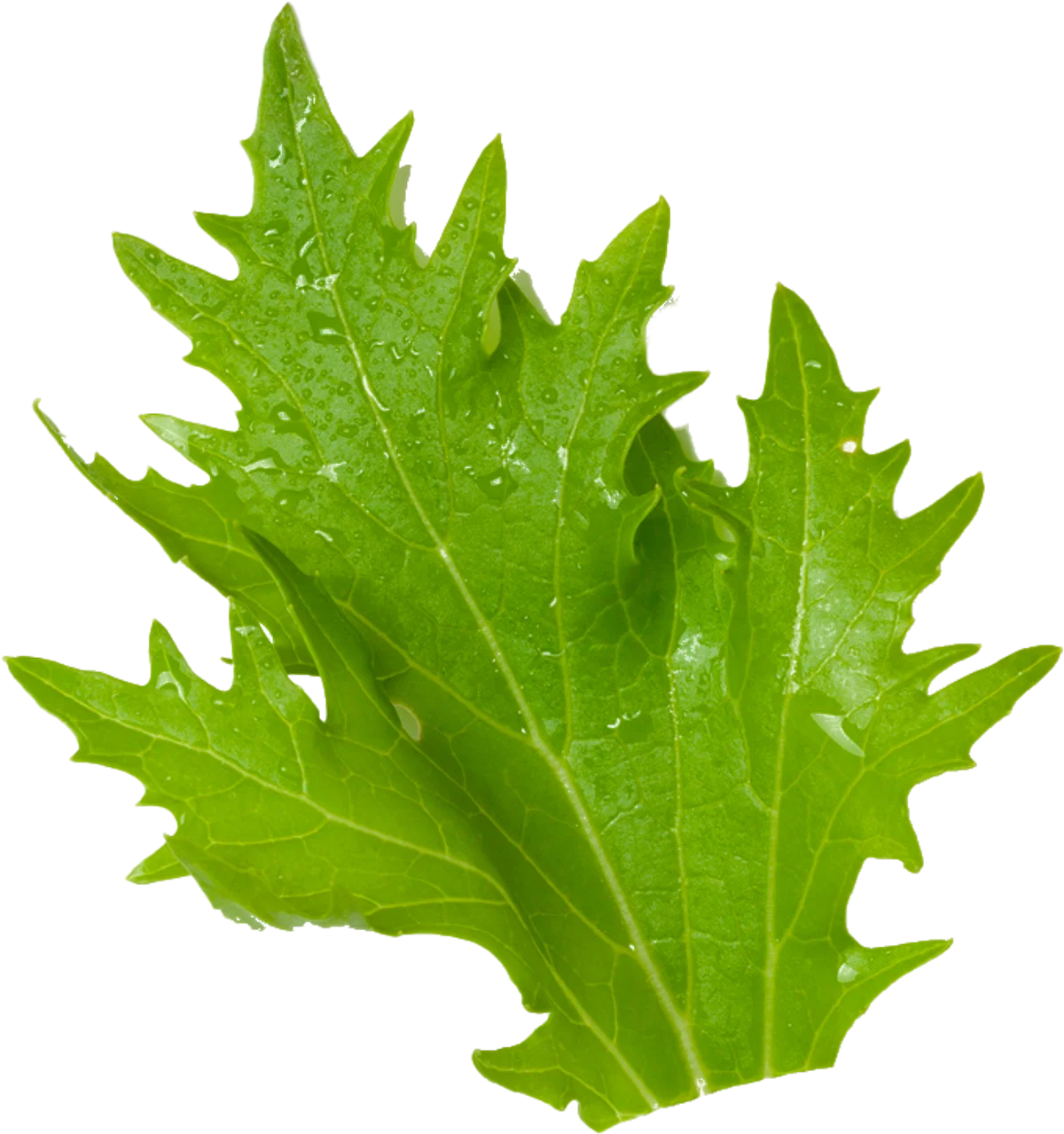 Fud Cuida-t+ - Planta